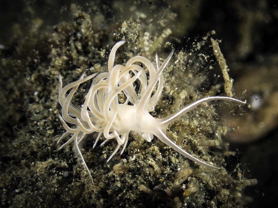 Facelina sp. 9